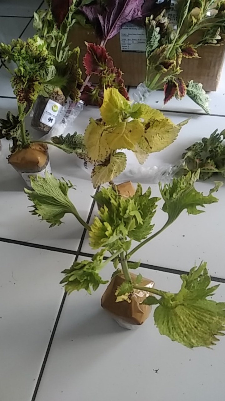 No 31 Tanaman Hias Miana/coleus/iler/jawe Kotok