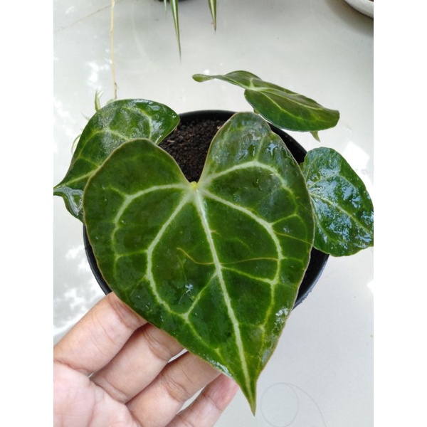 anthurium clarinervium / kuping gajah tarantula / kuping gajah karet ( dewasa )