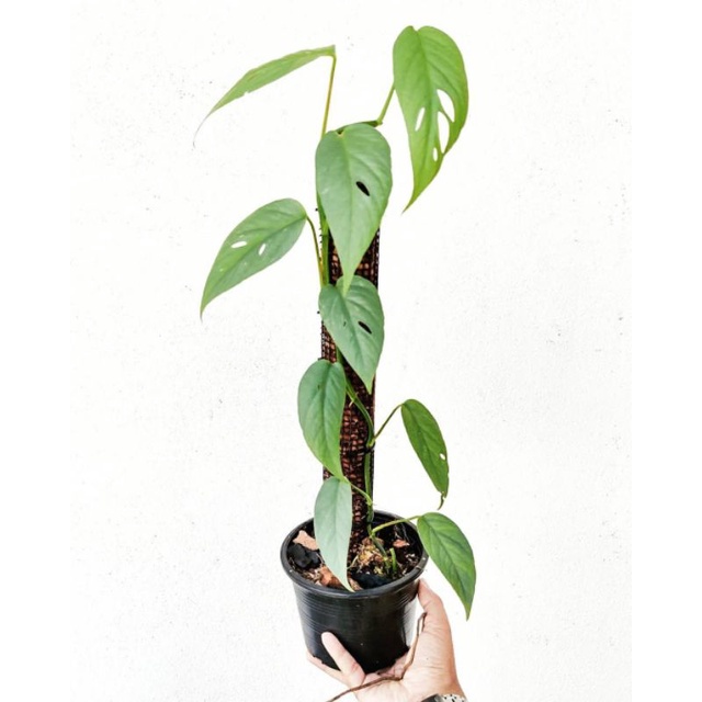 Tanaman hias philodendron cebu blue / epipremnum cebu blue