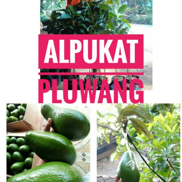 Alpukat Pluwang || BIBIT ALPUKAT PLUWANG