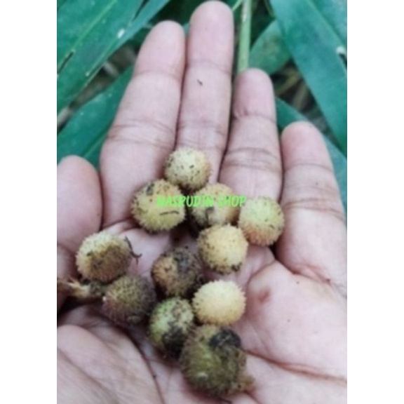 

BUAH KAPOL LIAR PAKET 30 BIJI / KAPULAGA HUTAN SEGAR / KAPOL RAMBUTAN