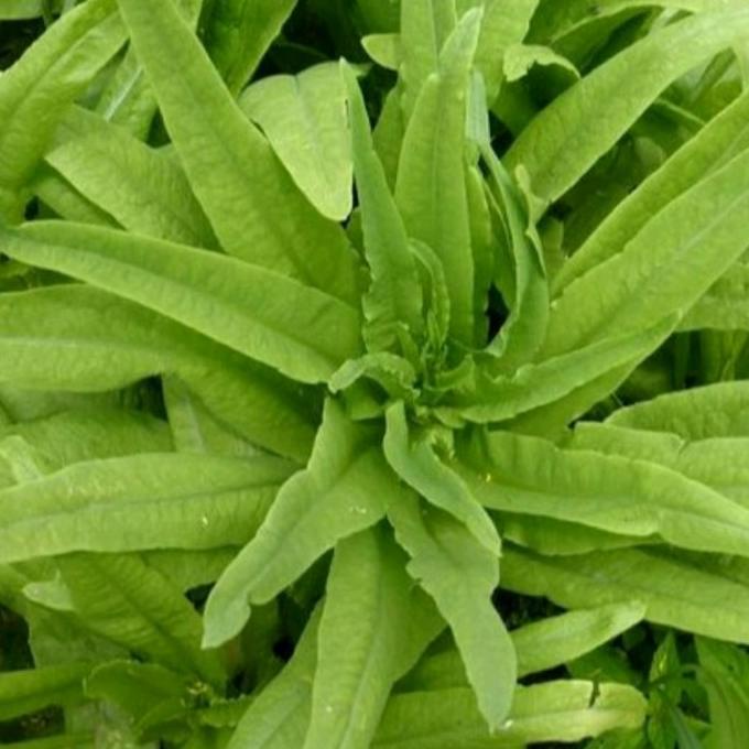 Benih Sayur Selada Siomak - Selada Wangi Siomak Hijau ( 500 Grm )