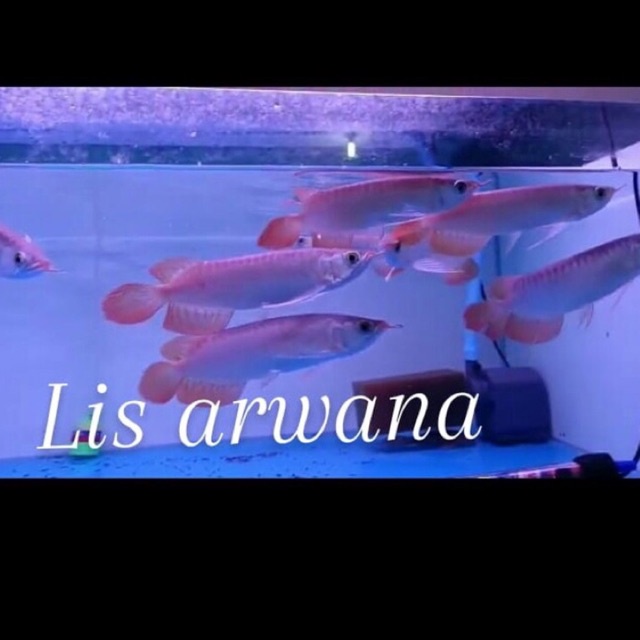 arwana super red premium ikan arwana super red