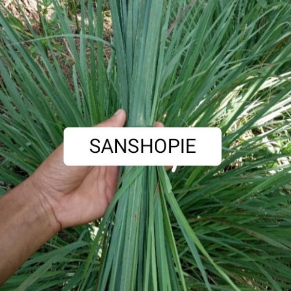 

Daun srei atau sereh segar paket 1 kg