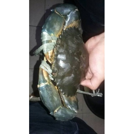 

Kepiting Bakau Jumbo 1kg