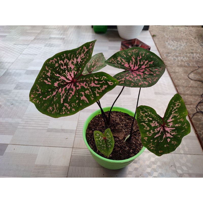 keladi pink beauty elise/caladium pink elise