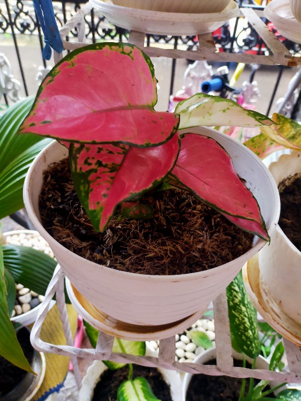 Tatakan 25 Putih Polos