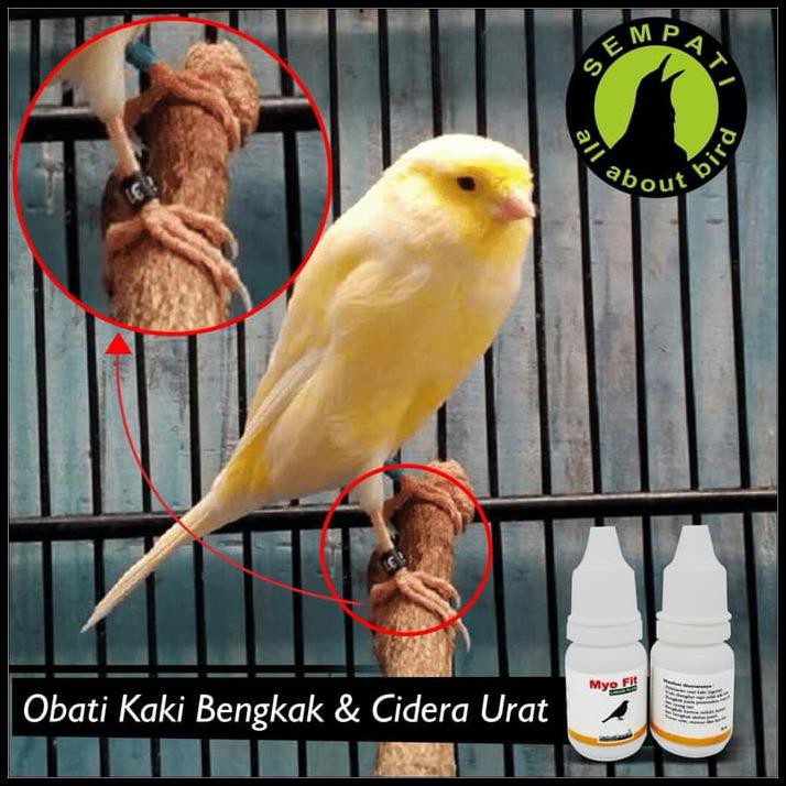 Kualitas No 1 Myo Fit Goc Vit Obat Burung Sakit Kaki Bengkak Iritasi Pengkor Jamuran