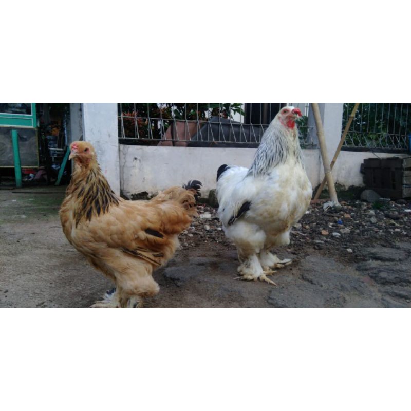 Brahma Jumbo - Ayam Brahma Super Jumbo Berkualitas.