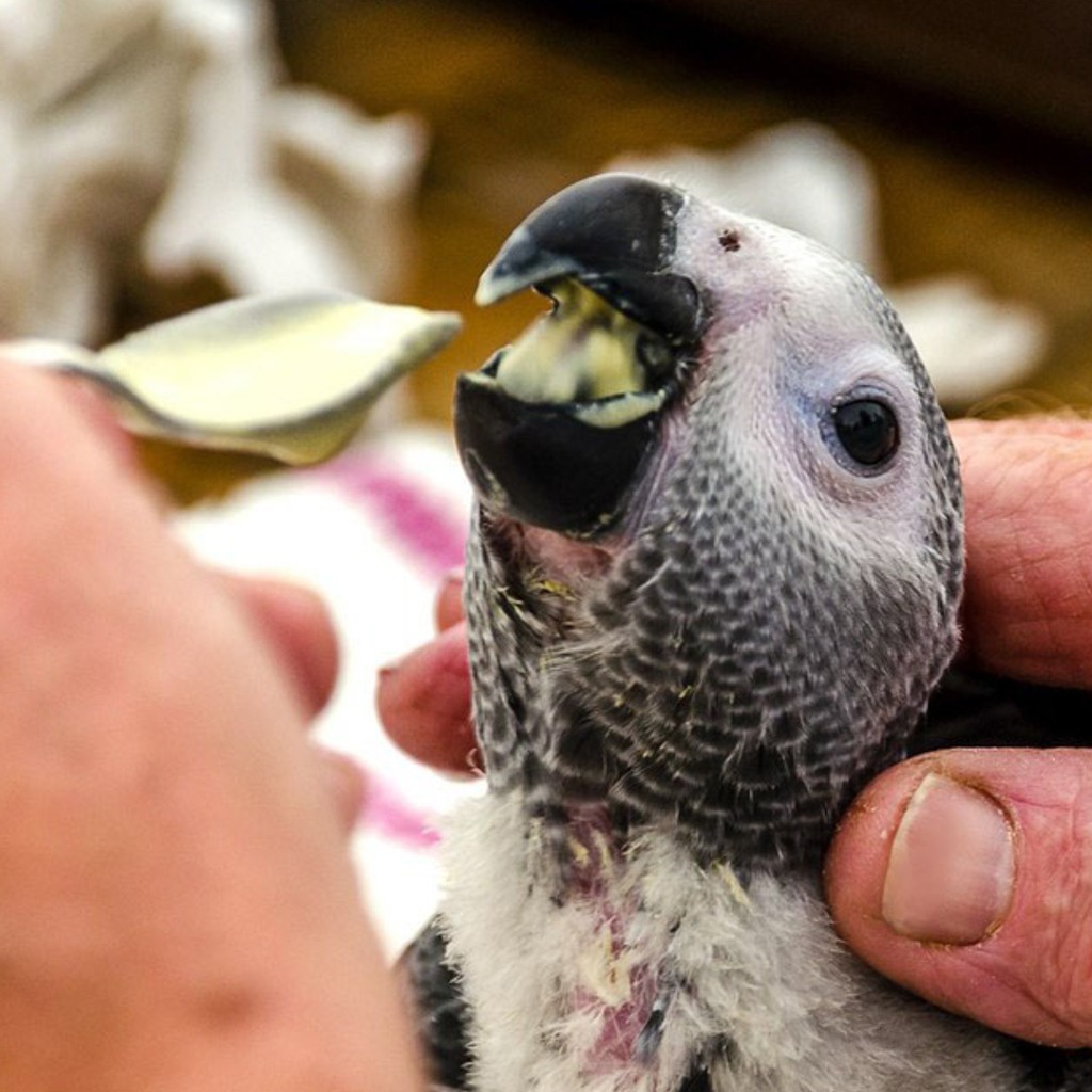 SENDOK LOLOH ANAKAN BURUNG PARROT SENDOK LOLOHAN SEMPATI LOGAM PET ALAT MAKAN MAKANAN SUSU SDKSEM