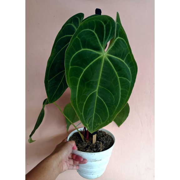 Kuping Gajah Regale Hybrid X Magnificum Murah Realpict