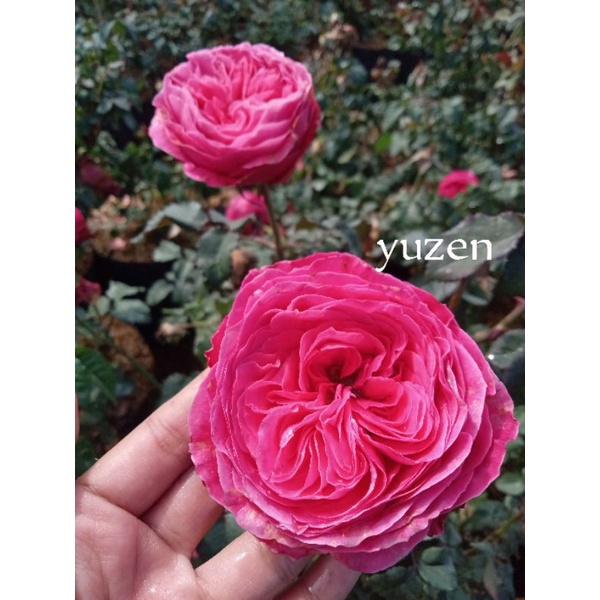 MAWAR IMPORT YUZEN (SEMI INDUKAN)