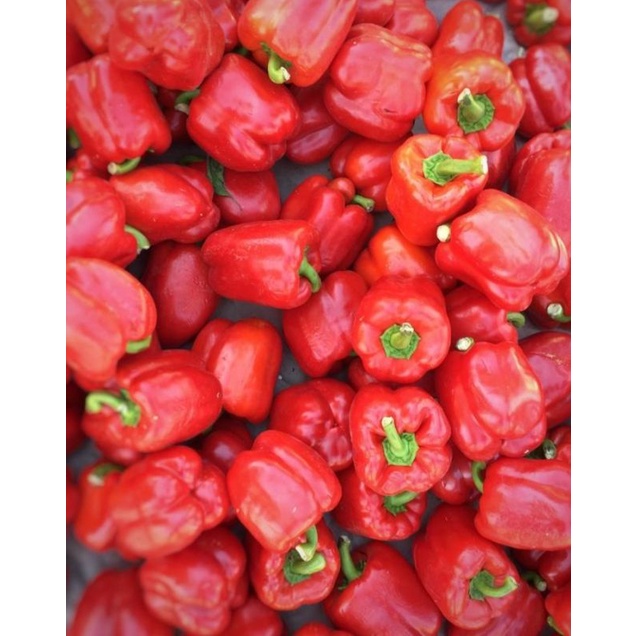 

Paprika/Hijau/Segar/500gram-1000gram