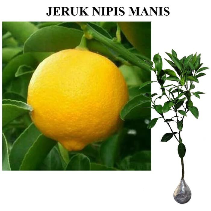 Tanaman jeruk nipis manis jumbo