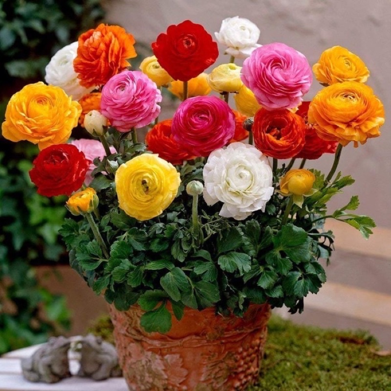 Amefurashi 1 benih/seeds Ranunculus Asiaticus Mache Mix Persian Buttercup Flower