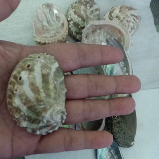 Jual CANGKANG KERANG ABALON/MATA TUJUH | Shopee Indonesia