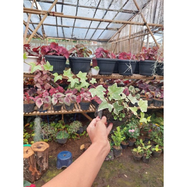 Tanaman English Ivy/ Ivy Varigata/ tanaman hias/ tanaman murah