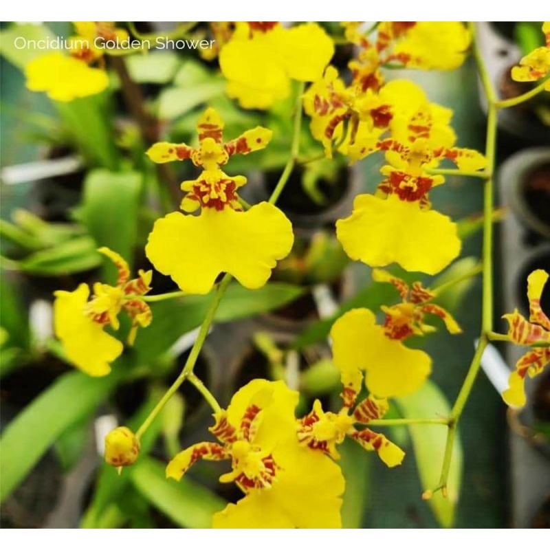 Anggrek Oncidium Golden Shower