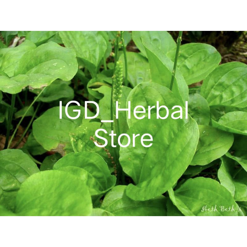 

Daun sendok atau daun kiutar segar press 300gram