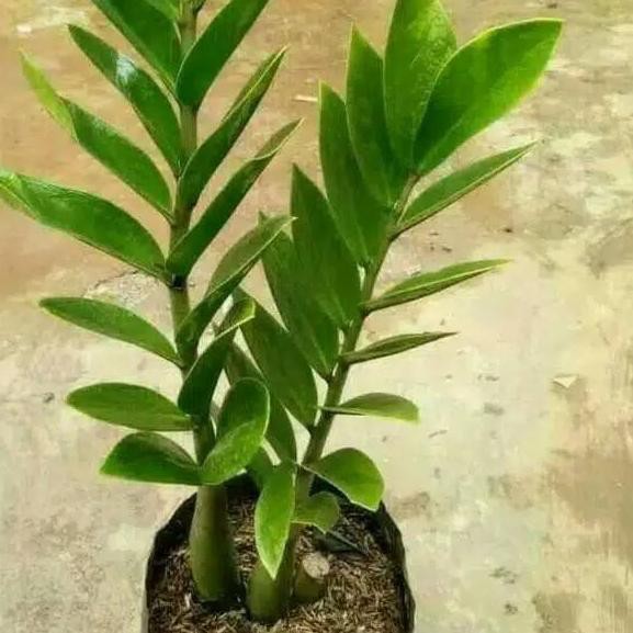  LIMITED Tanaman  hias  dolar Zamiifolia zamioculcas  