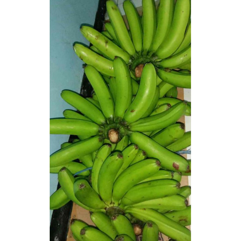 

Pisang Goroho khas Kotamobagu Sulut