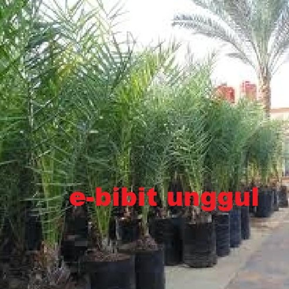 Bibit Buah Kurma