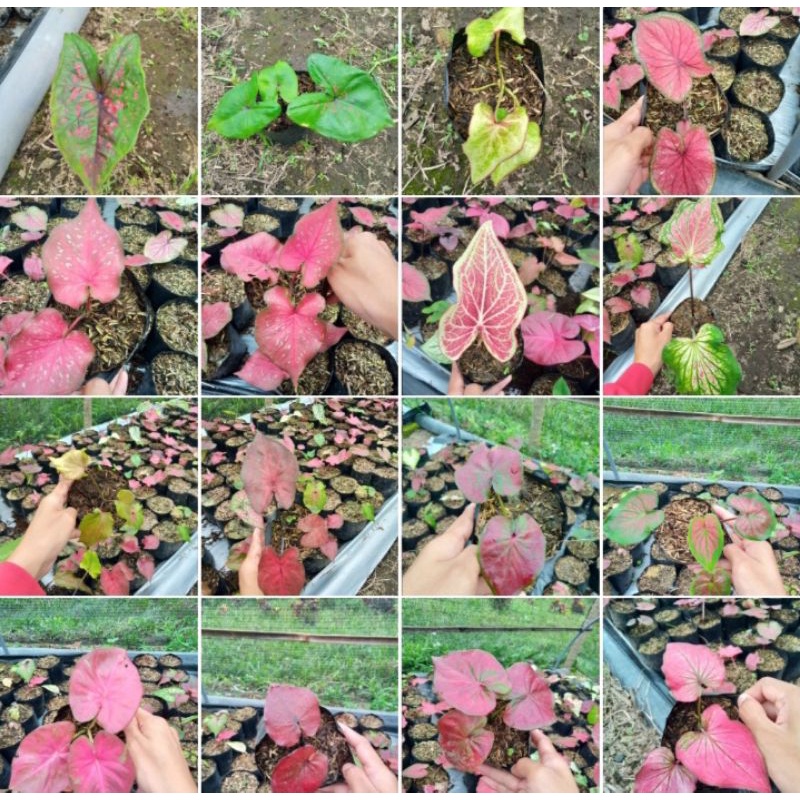 Tanaman hias bunga Keladi/Bibit tanaman hias Keladi Thailand series/Caladium murah/caladium merah/caladium kuning