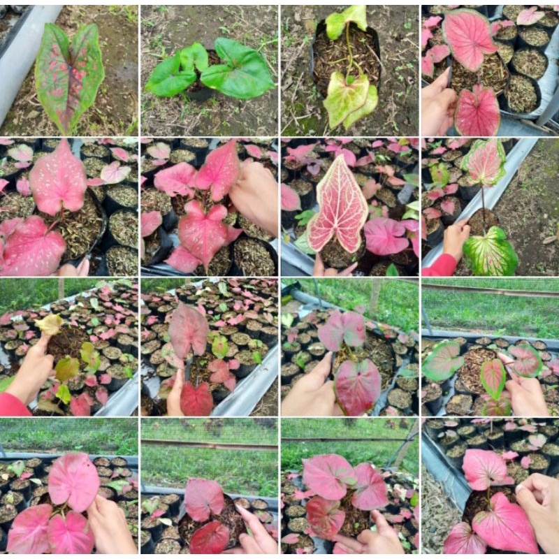 Tanaman hias bunga Keladi/Bibit tanaman hias Keladi Thailand series/Caladium murah/caladium merah/ca