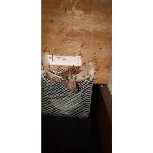 Conant Racun semut / obat semut / pembasmi semut / Conant asli