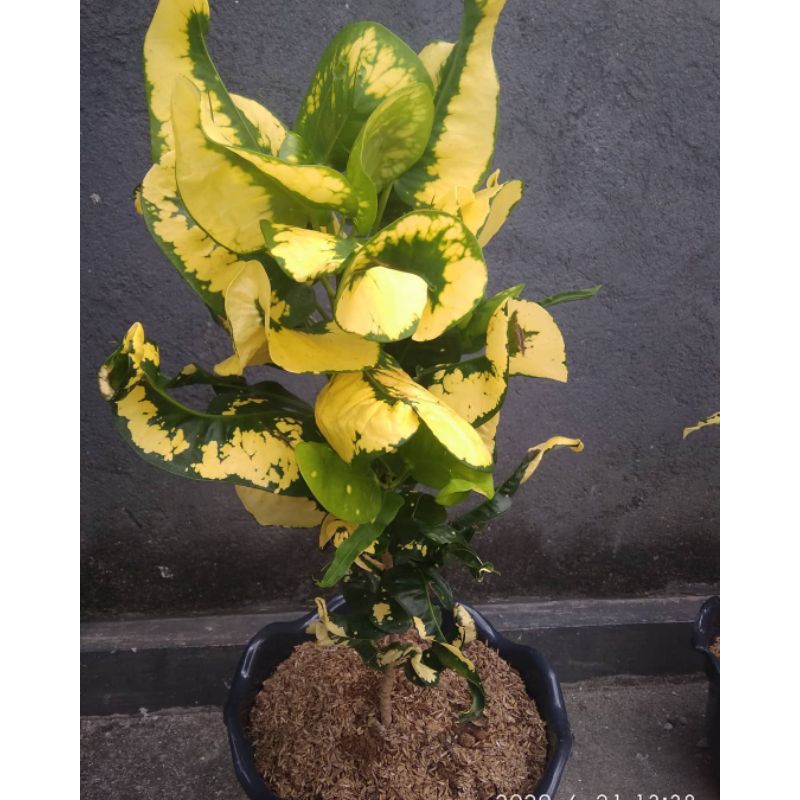 Puring Apel Telur / Puring Apel Telor