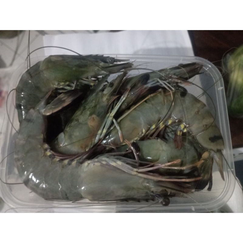 

[Sayur Segar Semarang] Udang Bago segar