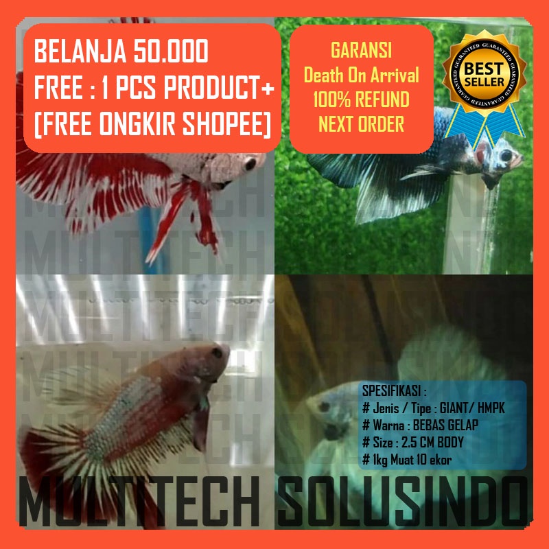 Anakan burayak ikan cupang giant hmpk bester kontes bahanan random