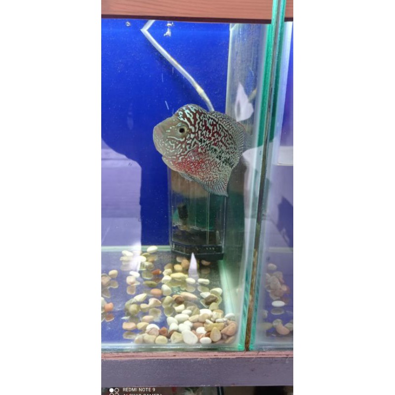 

Ikan louhan kamfa f2
