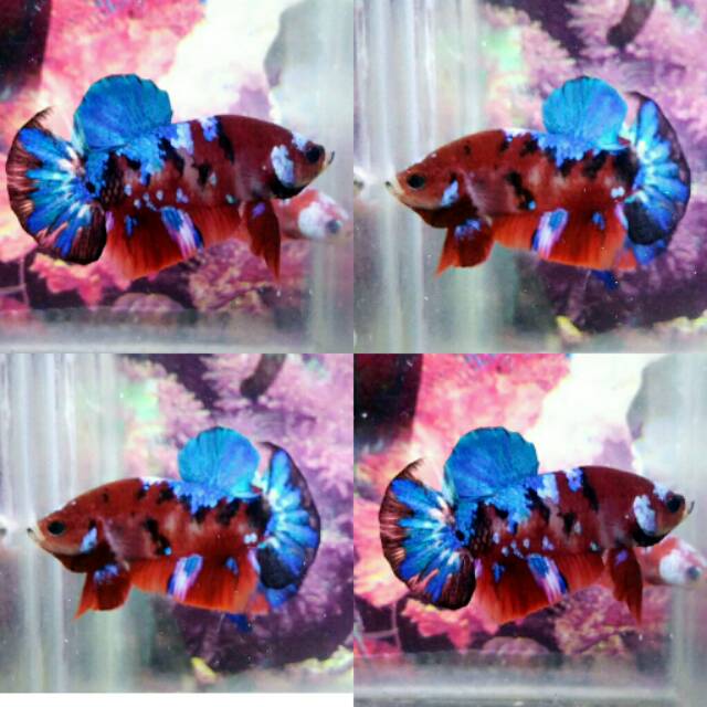 Ikan Cupang Koi Galaxy Multicolor Shopee Indonesia