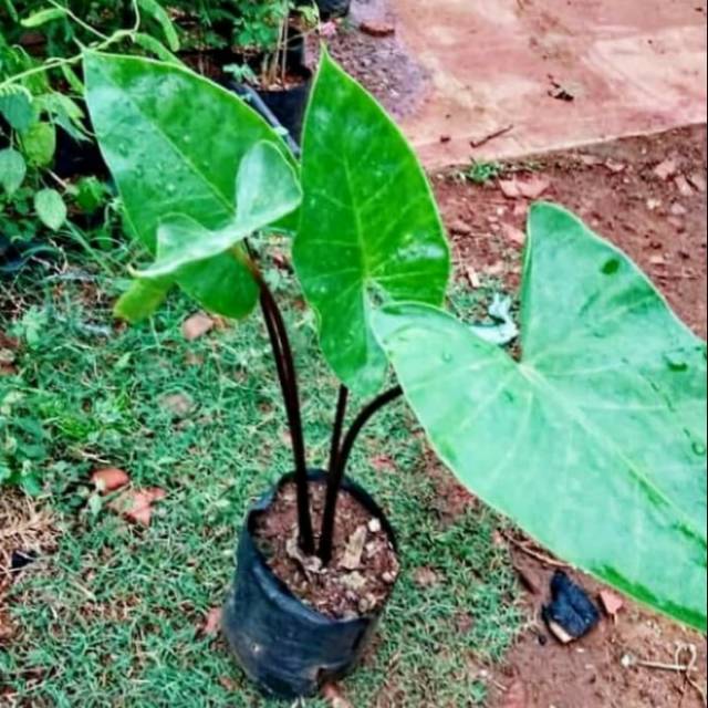 keladi sente hitam tanaman sente ready stok