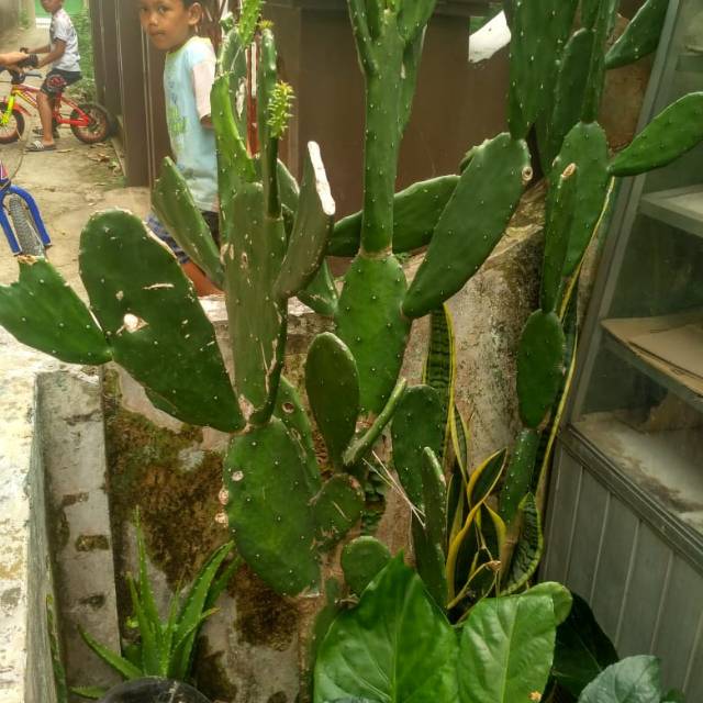 kaktus centong untuk pakan kurakura darat (500gr)