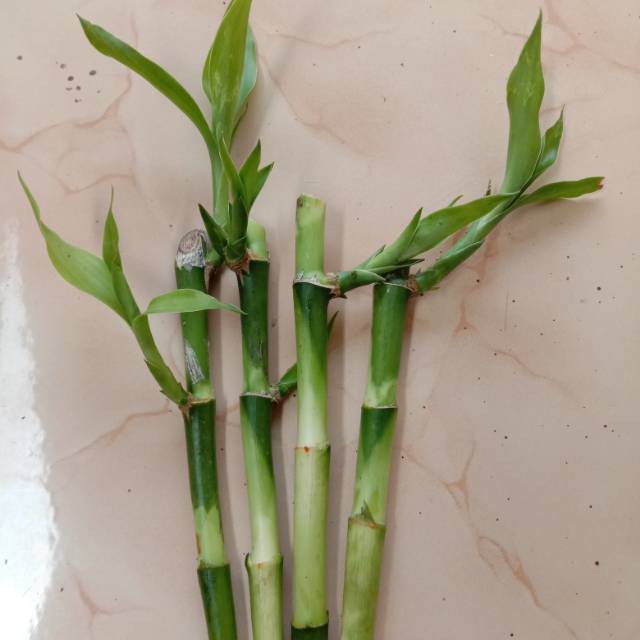 Bamboo Hoki Sri Rejeki |  Decorative Lucky Bamboo |  Bamboo Hockey Pot |  Bamboo Lucky Urn