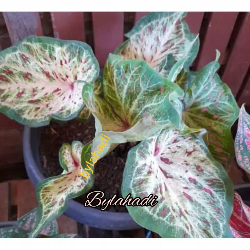 keladi gingerland/keladi corong/keladi batik/keladi wayang putih