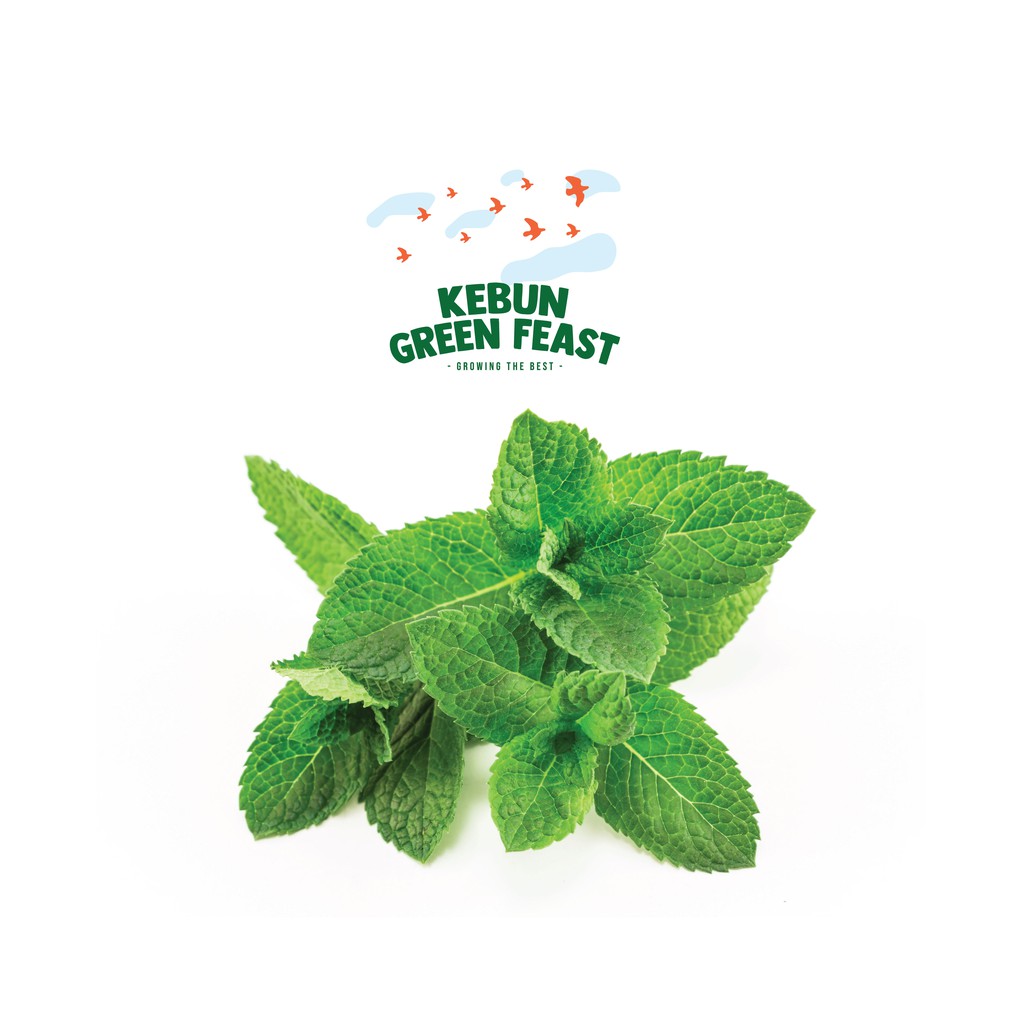 

Daun Mint Herbal Fresh - Herbs Peppermint