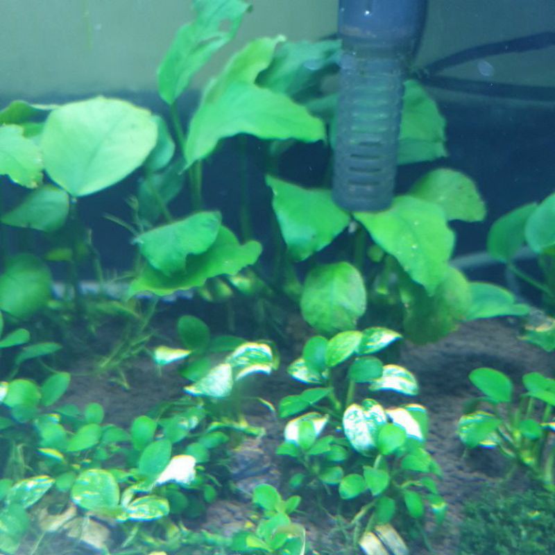 anubias pinto cakep anubias barteri var nana pinto bukan panda atau petit tanaman aquascape
