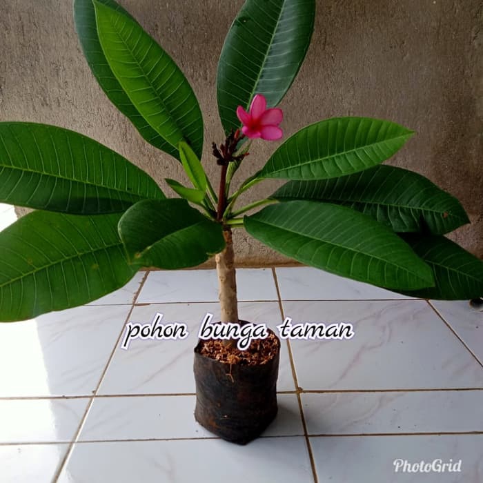tanaman hias Kamboja merah/pohon Kamboja Bali bunga merah
