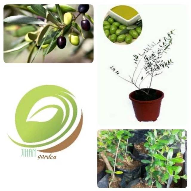 Bibit tanaman zaitun black mission/pohon buah zaitun