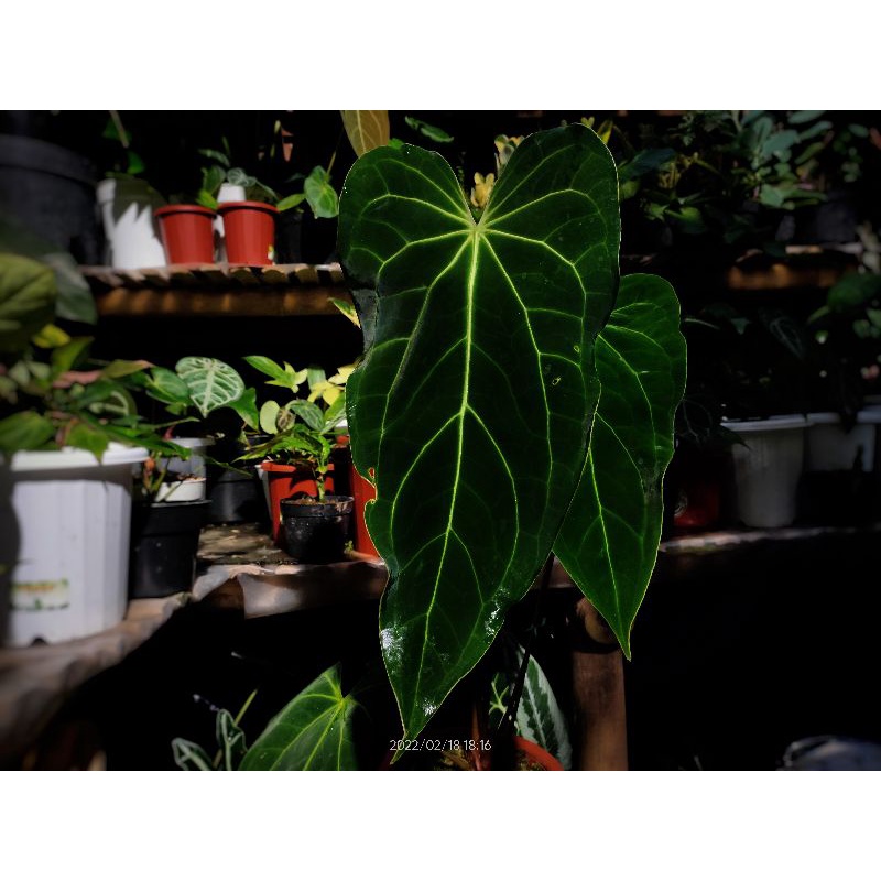 Anthurium Sp Halim / Magnificum x Darkmama
