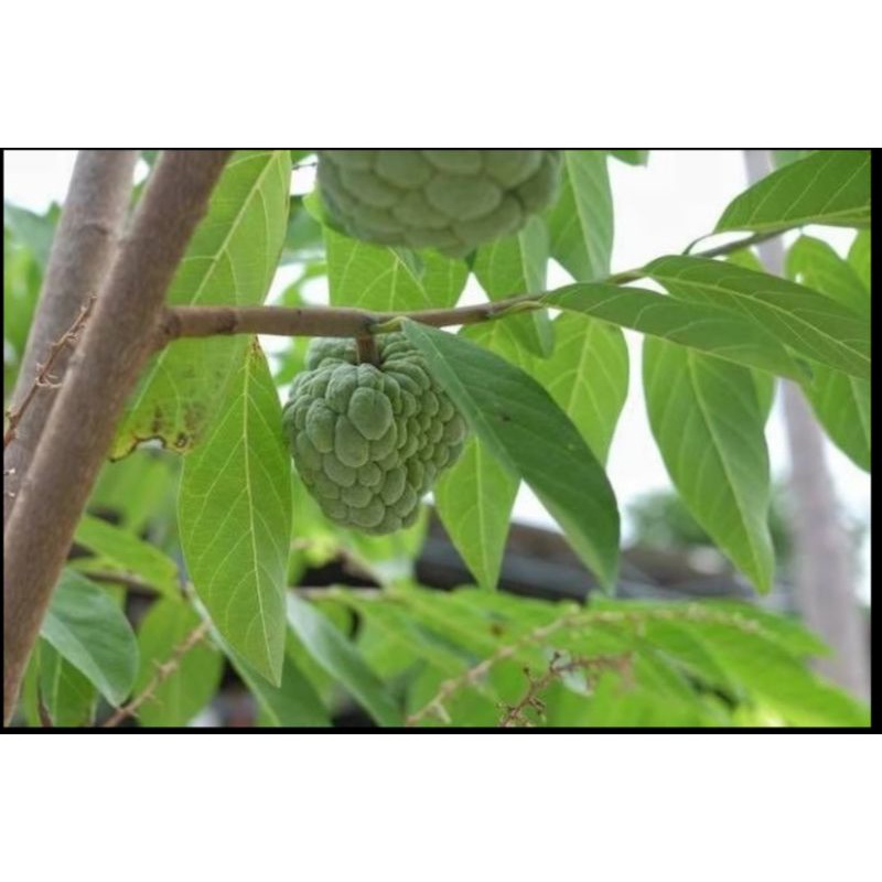 

daun srikaya/daun herbal