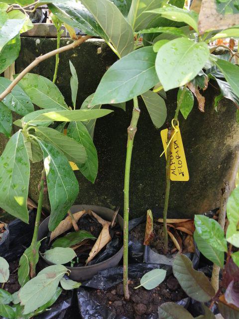 Bibit Tanaman Buah Alpukat Wina