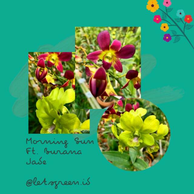 Paket Anggrek Dendrobium Morning sun ft. Burana Jade - Tanaman Hias Hidup - Bunga hidup - Bunga hias