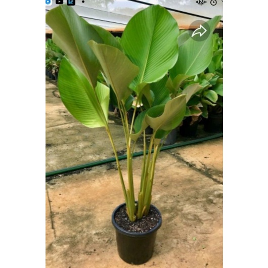 calathea luthea / calathea pisang pisangan - BAKUL KEMBANG