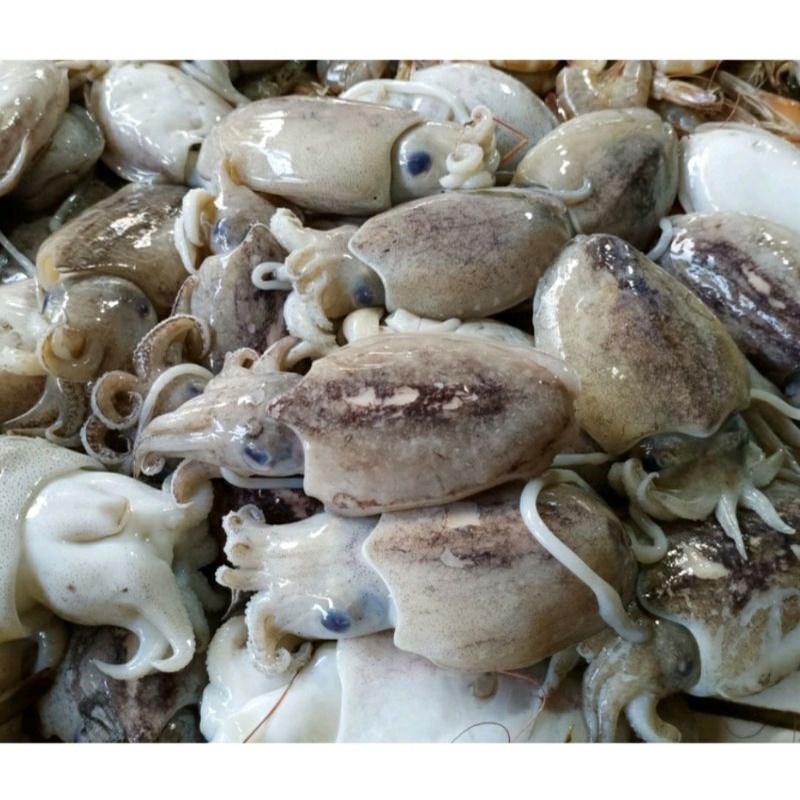 

cumi sottong fresh 500grm