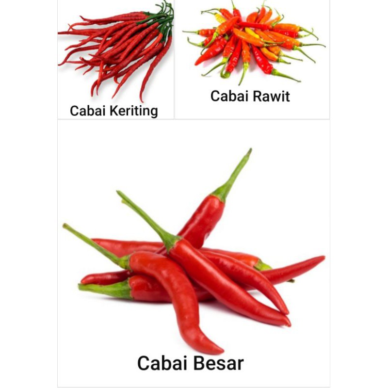 Benih Cabai Rawit / Cabai Keriting / Cabai Besar Pabrikan F1