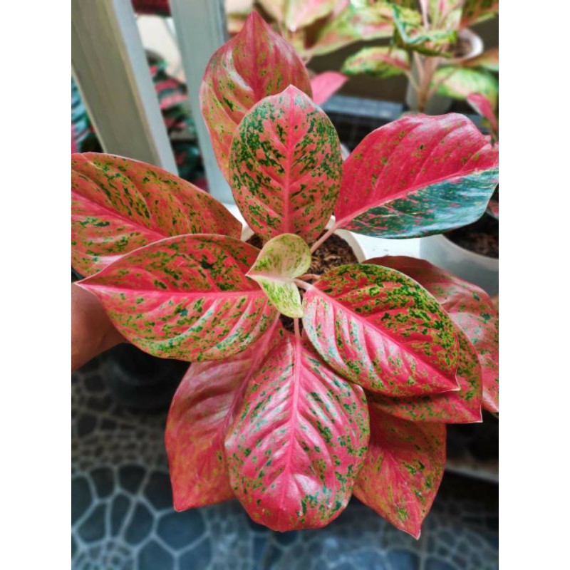 bunga aglaonema twister+ MEDIA TANAM